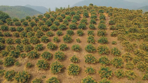 【“飞阅”中国】吃过芒果的你，见过漫山遍野的芒果花吗？