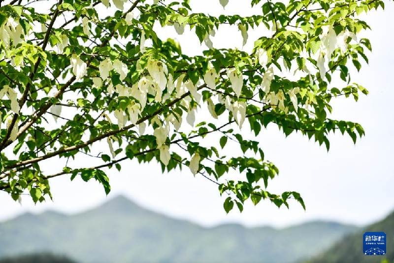 感受摄影构图魅力 天空之眼瞰贵州梵净山